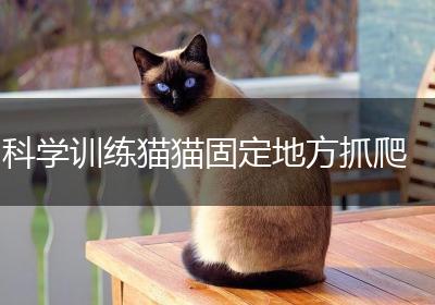 科学训练猫猫固定地方抓爬