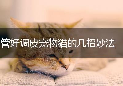管好调皮宠物猫的几招妙法