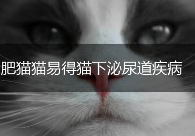 肥猫猫易得猫下泌尿道疾病
