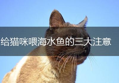 给猫咪喂海水鱼的三大注意