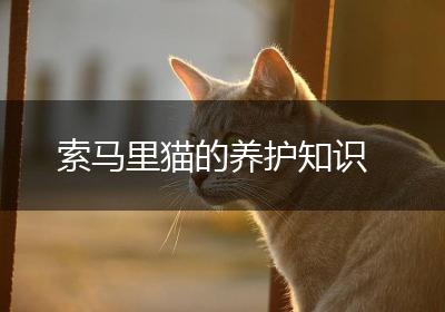 索马里猫的养护知识