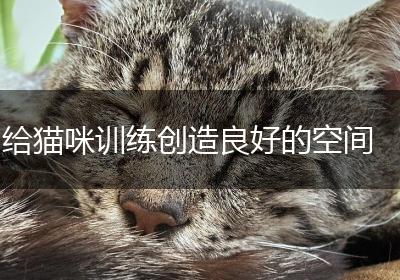 给猫咪训练创造良好的空间