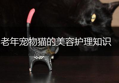 老年宠物猫的美容护理知识