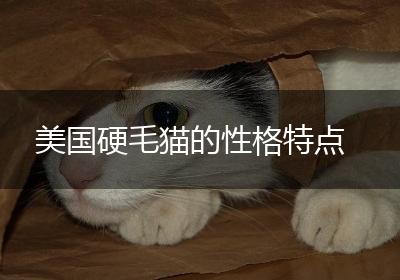 美国硬毛猫的性格特点
