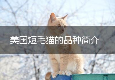 美国短毛猫的品种简介