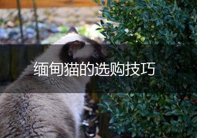 缅甸猫的选购技巧