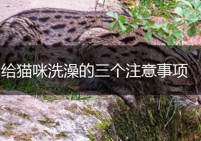 给猫咪洗澡的三个注意事项