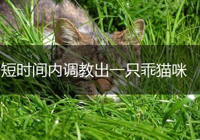 短时间内调教出一只乖猫咪