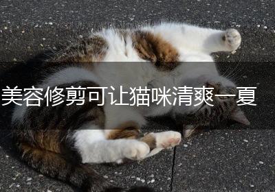 美容修剪可让猫咪清爽一夏