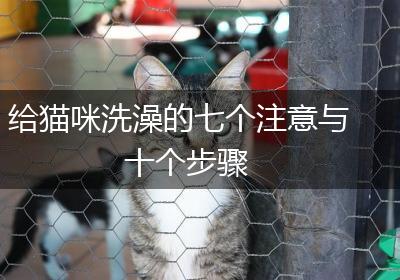 给猫咪洗澡的七个注意与十个步骤