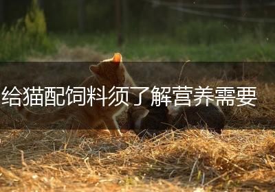给猫配饲料须了解营养需要