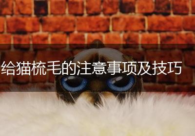 给猫梳毛的注意事项及技巧