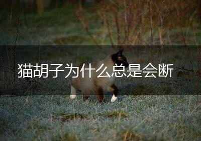 猫胡子为什么总是会断