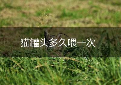 猫罐头多久喂一次