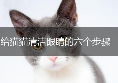 给猫猫清洁眼睛的六个步骤