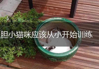 胆小猫咪应该从小开始训练