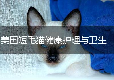 美国短毛猫健康护理与卫生