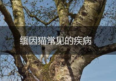 缅因猫常见的疾病
