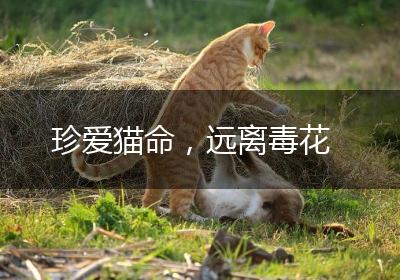 珍爱猫命，远离毒花