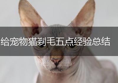 给宠物猫剃毛五点经验总结