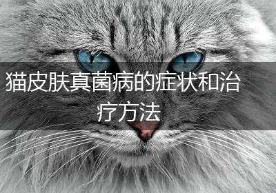 猫皮肤真菌病的症状和治疗方法