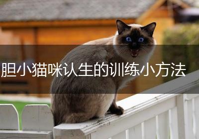 胆小猫咪认生的训练小方法