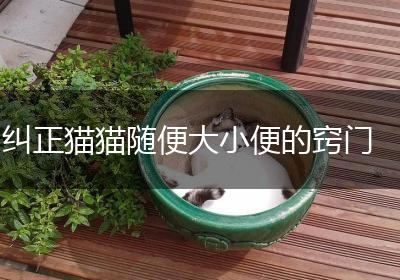 纠正猫猫随便大小便的窍门