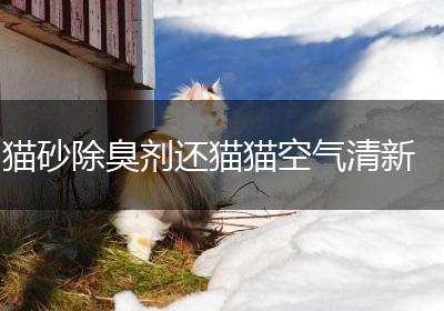 猫砂除臭剂还猫猫空气清新