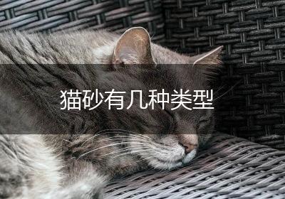 猫砂有几种类型