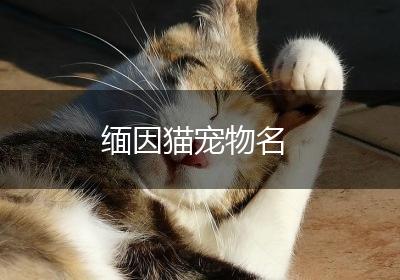 缅因猫宠物名