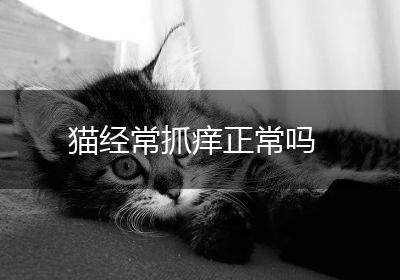 猫经常抓痒正常吗