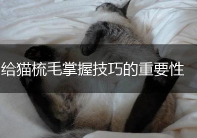 给猫梳毛掌握技巧的重要性