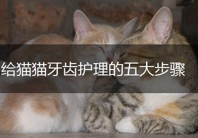 给猫猫牙齿护理的五大步骤