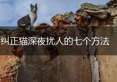 纠正猫深夜扰人的七个方法
