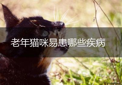 老年猫咪易患哪些疾病