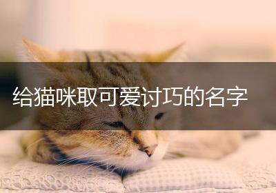 给猫咪取可爱讨巧的名字