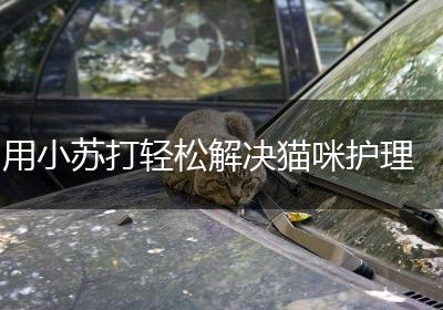 用小苏打轻松解决猫咪护理