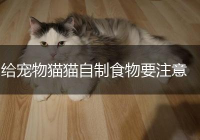 给宠物猫猫自制食物要注意