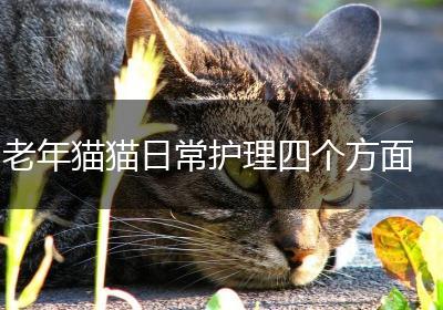 老年猫猫日常护理四个方面