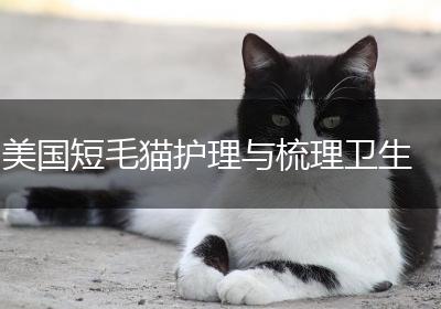 美国短毛猫护理与梳理卫生