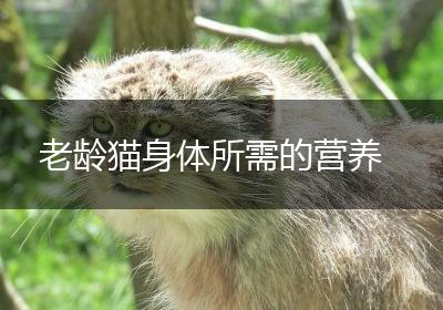 老龄猫身体所需的营养