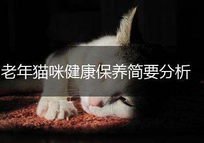 老年猫咪健康保养简要分析