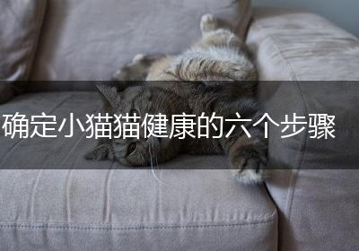 确定小猫猫健康的六个步骤