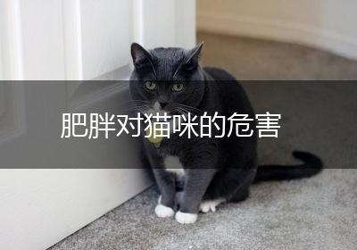 肥胖对猫咪的危害