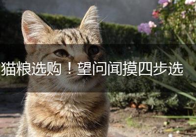 猫粮选购！望问闻摸四步选
