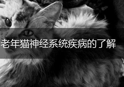老年猫神经系统疾病的了解