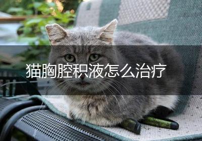 猫胸腔积液怎么治疗