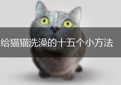 给猫猫洗澡的十五个小方法