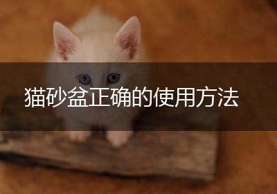 猫砂盆正确的使用方法