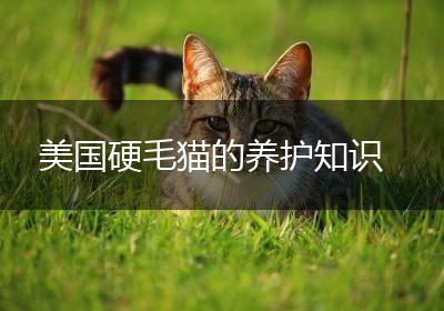 美国硬毛猫的养护知识